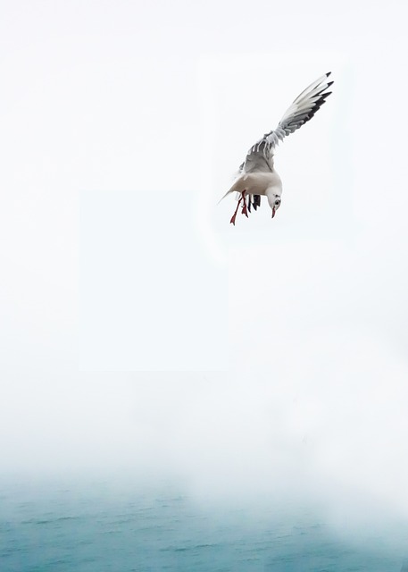 鸥 鸟 海 - 上的免费照片
