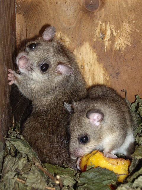 青年 轨枕 - 上的免费照片