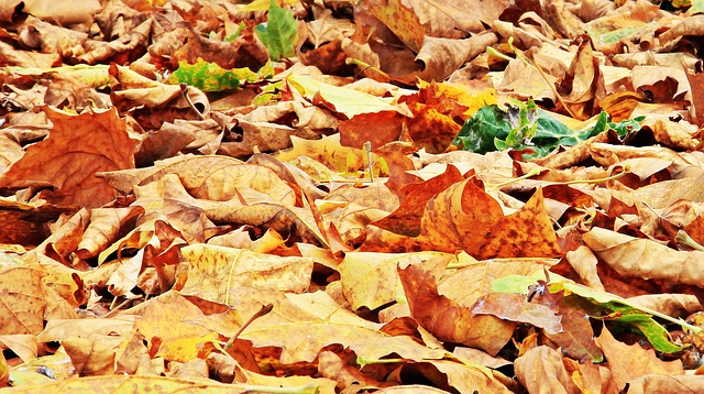 落下 秋叶 树叶 - 上的免费照片