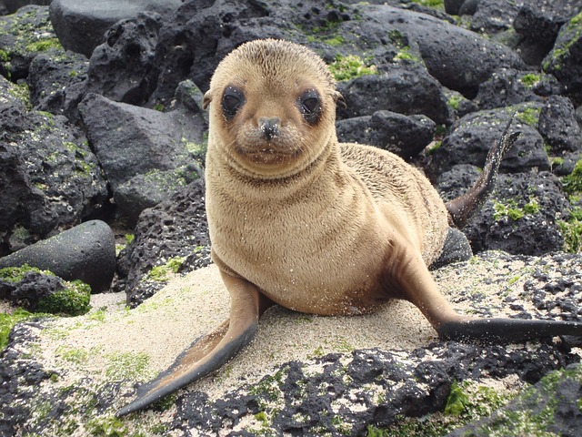 海狮 加拉帕戈斯 刺槐 - 上的免费照片