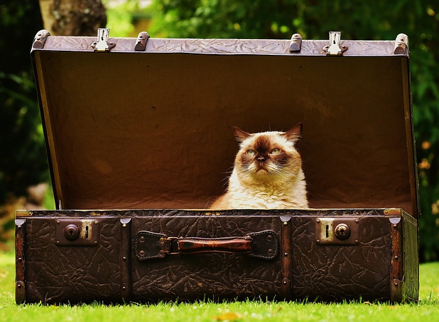 手提箱 古董 猫 - 上的免费照片