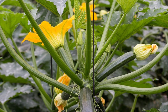 夏南瓜 蔬菜 花 - 上的免费照片