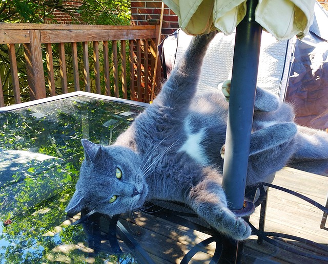 猫 猫科动物 有趣的 - 上的免费照片