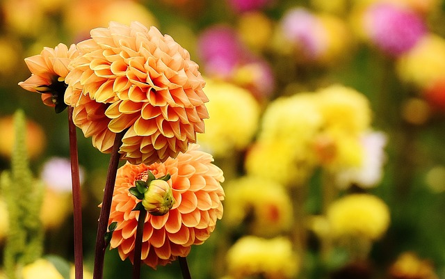 大丽花 花朵 植物 - 上的免费照片