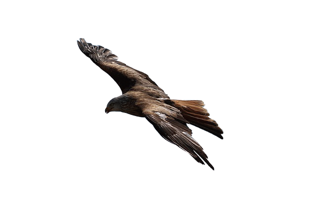 鹰 鸟 棕色 - 上的免费图片
