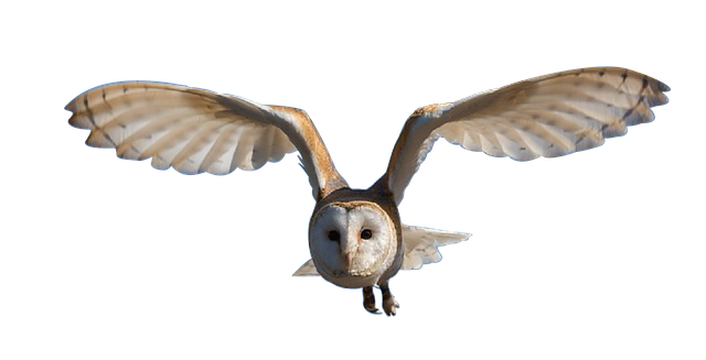 猫头鹰 鸟 自然 - 上的免费图片