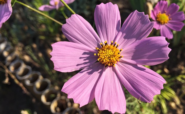秋季 科斯梅亚 花朵 - 上的免费照片