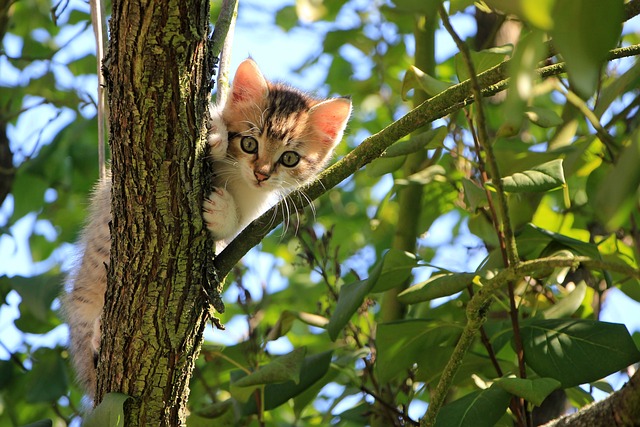 猫 小猫 树 - 上的免费照片