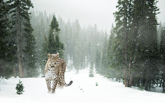 豹 雪豹 雪 - 上的免费照片