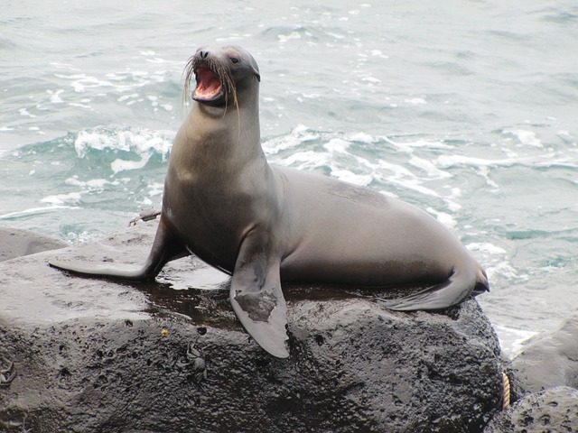 海狮 加拉帕戈斯 加拉帕戈斯海狮 - 上的免费照片