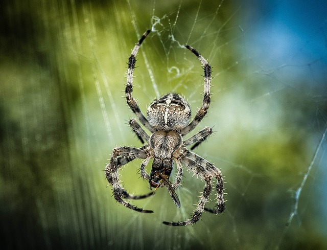 蜘蛛 网络 特写 - 上的免费照片