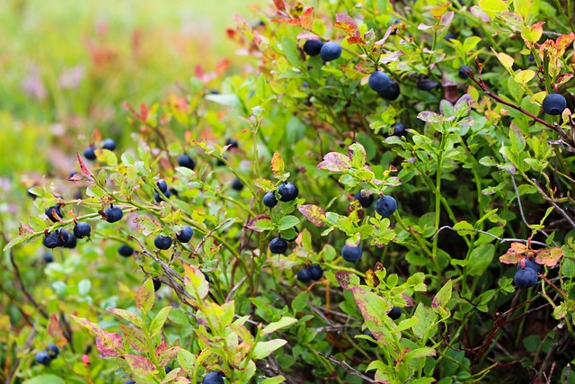 蓝莓 石南花 植物 - 上的免费照片