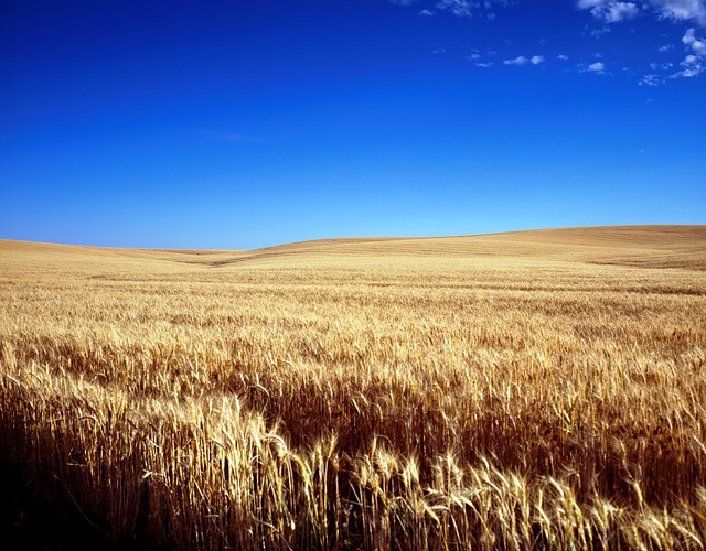 玉米地 麦田 粮食 - 上的免费照片