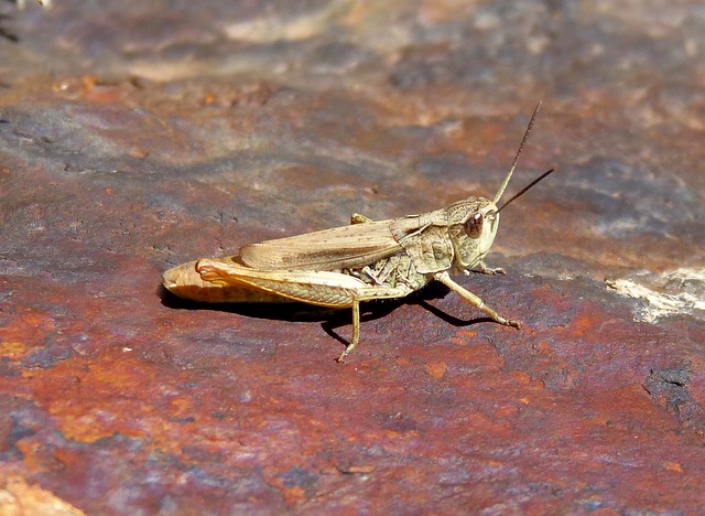 龙虾 蝗虫 生机勃勃的 - 上的免费照片