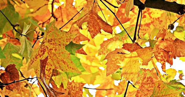 栗子树叶 树叶 秋天 - 上的免费照片