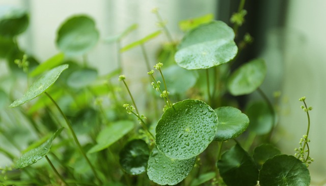 Hydrocotyle Vulgaris 铜钱草 新绿 - 上的免费照片