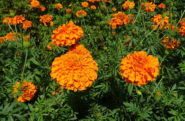 花 万寿菊 橙色的 - 上的免费照片