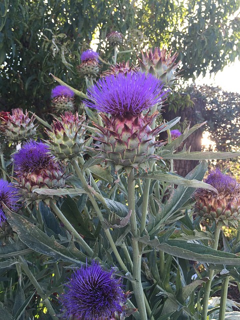 朝鲜蓟 花 Flowerhead - 上的免费照片