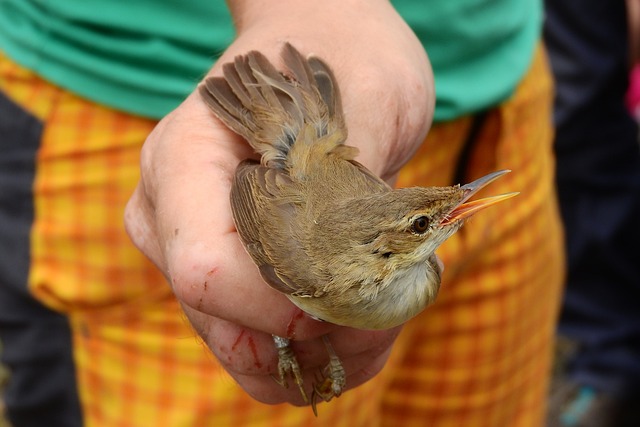 芦苇莺 鸟 鸟类学 - 上的免费照片