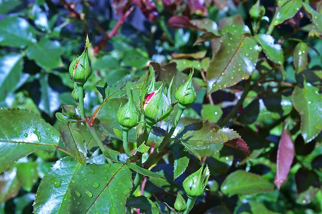 玫瑰花蕾 玫瑰花瓣 新拍摄 - 上的免费照片