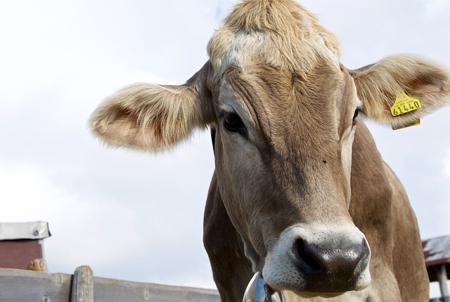 奶牛 阿尔姆 草地 - 上的免费照片