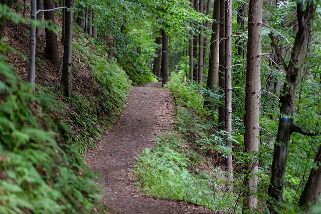 森林 树木 爬山径 - 上的免费照片