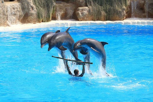 海豚 显示 德尔 - 上的免费照片