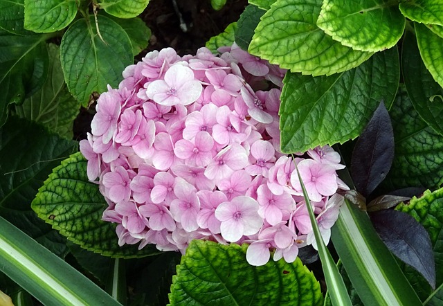绣球花 花 拖把绣球花 - 上的免费照片