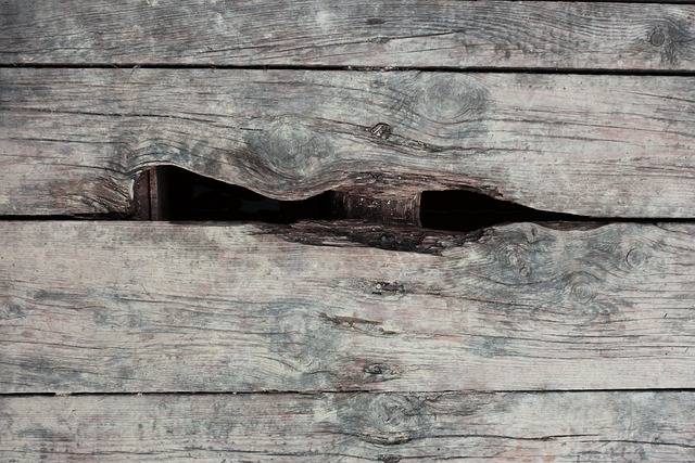 木头 老的 洞 - 上的免费照片