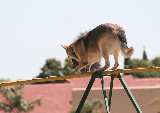 调和 勇敢的 - 上的免费照片