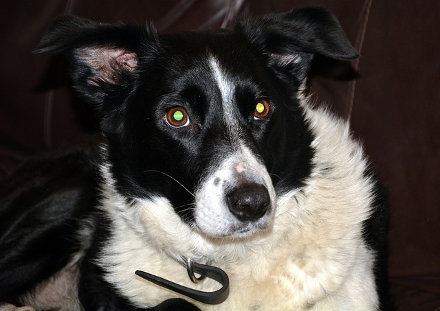 黑和白 羊狗 - 上的免费照片