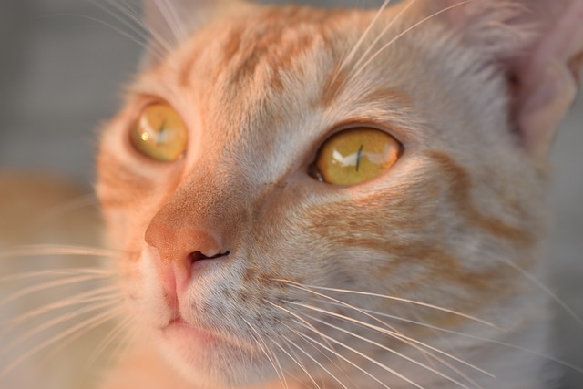 猫 猫科动物 动物 - 上的免费照片