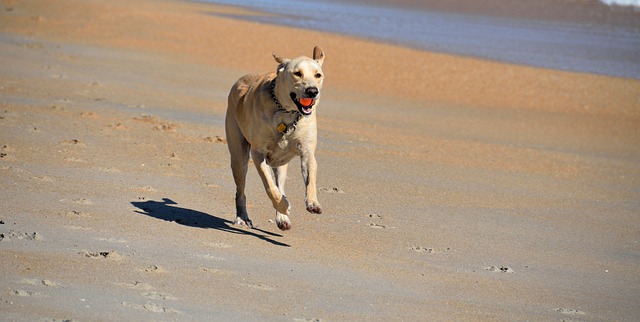 狗 取球 海滩 - 上的免费照片