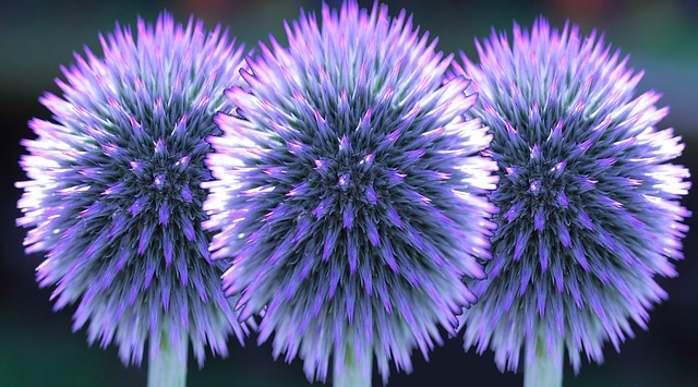 球蓟 蓟 花 - 上的免费图片