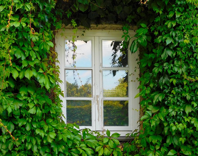窗户 常春藤 登山者植物 - 上的免费照片