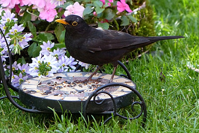 鸟 节气门 Turdus Philomelos - 上的免费照片