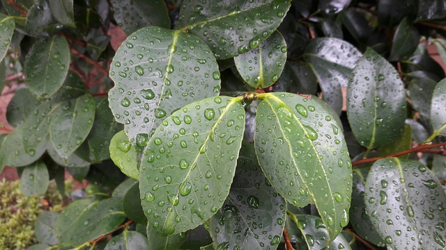 叶子 抽象 绿色 - 上的免费照片