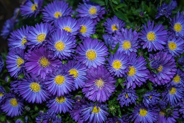 紫苑 植物 花园 - 上的免费照片