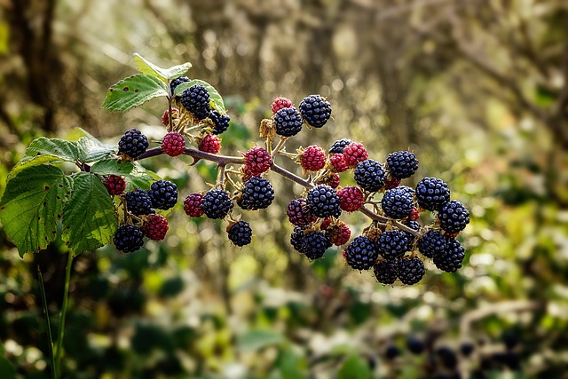 常见的荆棘 黑莓手机 灌木 - 上的免费照片