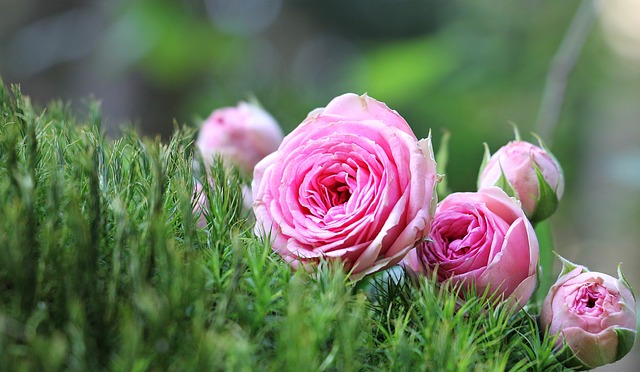 玫瑰 粉红玫瑰 花朵 - 上的免费照片