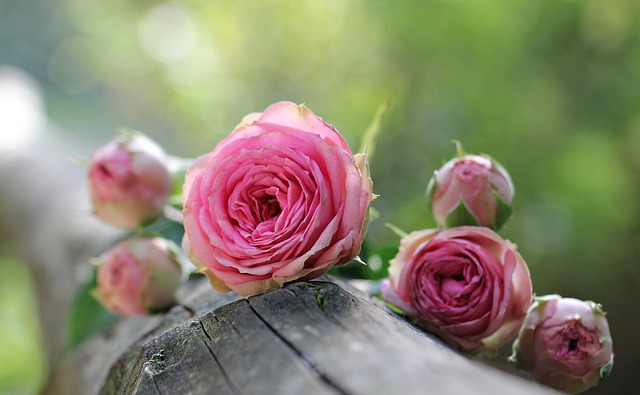 玫瑰 粉红玫瑰 花瓣 - 上的免费照片