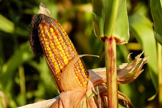 玉米 食物 原野 - 上的免费照片