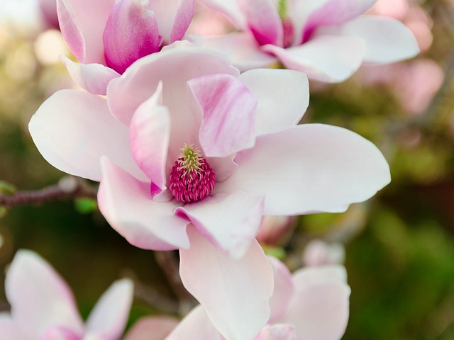 玉兰花 粉色的 春天 - 上的免费照片