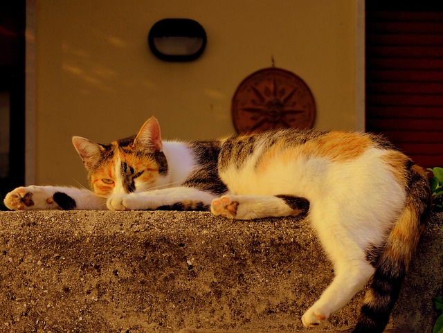 猫咪 睡眠 伪造的 - 上的免费照片