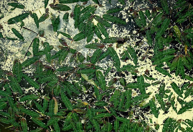 污染 森林 水 - 上的免费照片