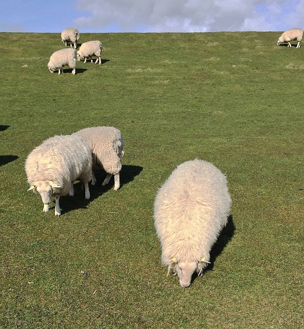 羊 岛 Pellworm - 上的免费照片