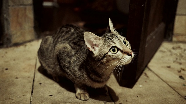 猫 家畜 猫科动物 - 上的免费照片