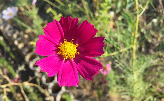 科斯梅亚 花园 美丽的花 - 上的免费照片