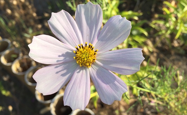 科斯梅亚 花卉 花园 - 上的免费照片