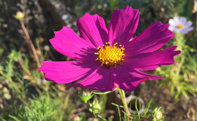 科斯梅亚 花园 花朵 - 上的免费照片